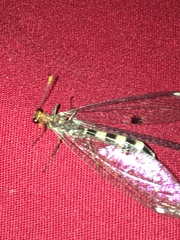Megistopus flavicornis