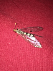 Megistopus flavicornis