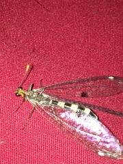 Megistopus flavicornis