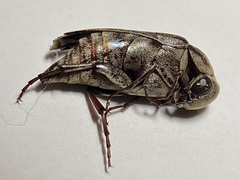 Yakuhananomia bidentata