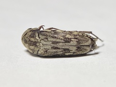 Yakuhananomia bidentata