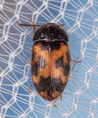 Mycetophagus flexuosus