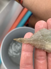 Monacanthus ciliatus