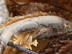 Jellyella tuberculata