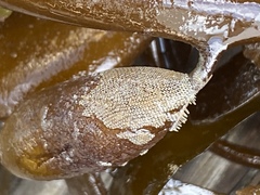 Jellyella tuberculata