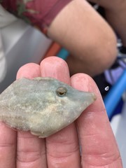 Monacanthus ciliatus