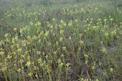 Oenothera clelandii