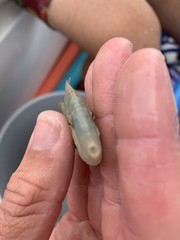 Monacanthus ciliatus