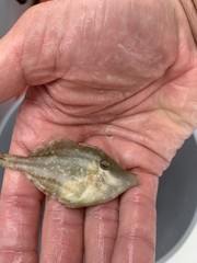 Monacanthus ciliatus