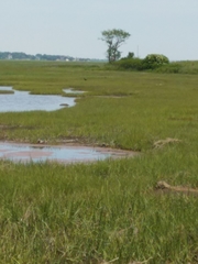 Plegadis falcinellus