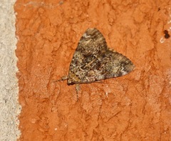 Catocala micronympha