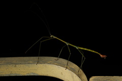 Phraortes stomphax