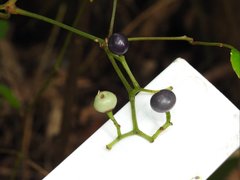 Causonis japonica
