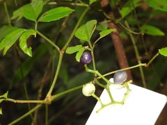 Causonis japonica