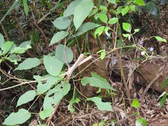 Causonis japonica