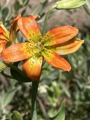 Lilium parvum