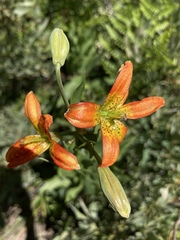 Lilium parvum