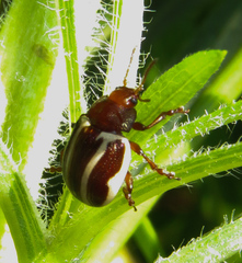 Calligrapha bidenticola