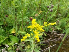 Solidago