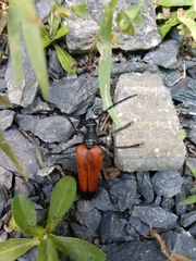 Stenelytrana emarginata