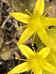 Sedum acre