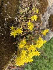 Sedum acre