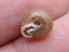 Daedalochila mooreana