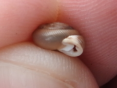 Daedalochila mooreana