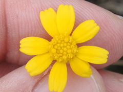 Tetraneuris linearifolia