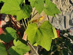 Luffa aegyptiaca