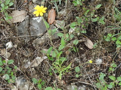 Tetraneuris linearifolia