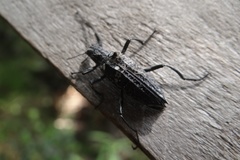 Homocyrtus dromedarius