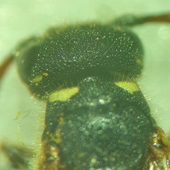 Sapyga martinii