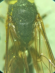 Sapyga martinii