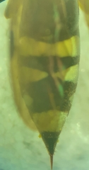 Sapyga martinii