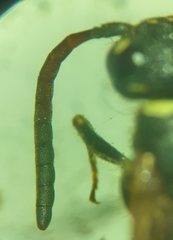 Sapyga martinii