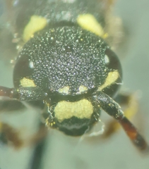 Sapyga martinii