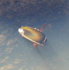 Dytiscus habilis