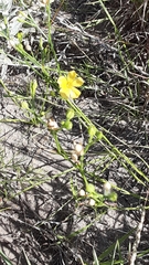 Linum sulcatum