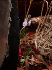 Rostellularia adscendens