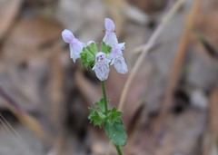Stachys rigida