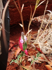 Rostellularia adscendens