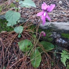 Pinguicula moranensis