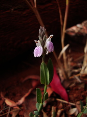 Rostellularia adscendens