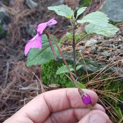 Pinguicula moranensis