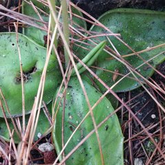 Pinguicula moranensis