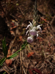 Rostellularia adscendens