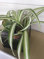 Chlorophytum comosum