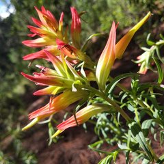 Castilleja tenuiflora