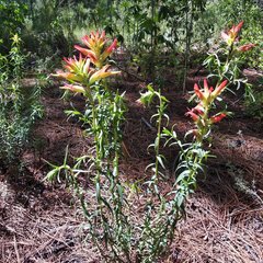 Castilleja tenuiflora